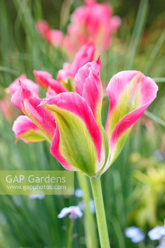 Tulipa 'Florosa' â€“ Viridiflora group tulip 