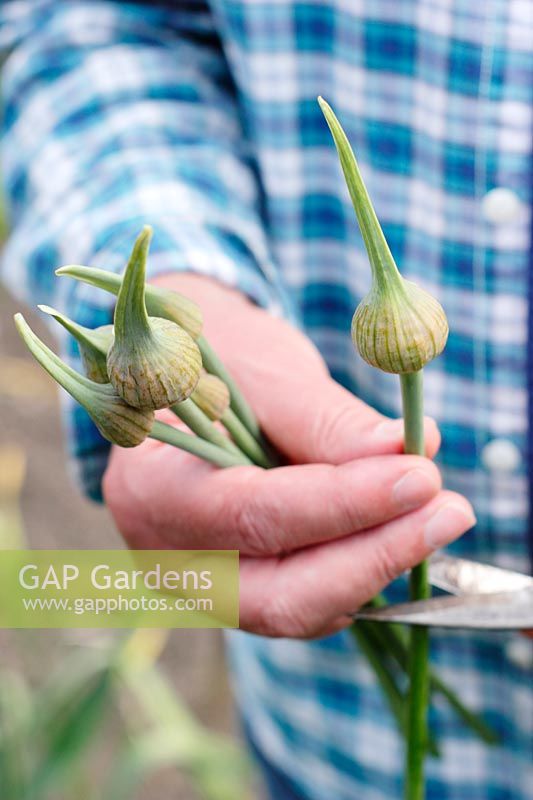Allium ampeloprasum var. ampeloprasum. Elephant Garlic scapes removed for cooking - June