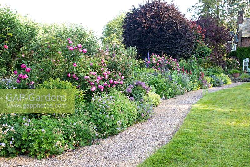 Mixed planting in Summer border 