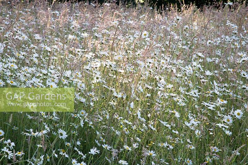 Wildflower meadow: Leucanthemum vulgare - ox-eye daisy and grasses