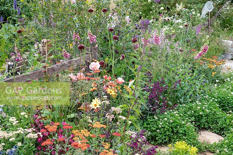 Overgrown flower border and a clover rich lawn in the BBC Springwatch garden at RHS Hampton Court Flower Show 2019 - Designed by Jo Thompson in consultation with wildlife gardener Kate Bradbury