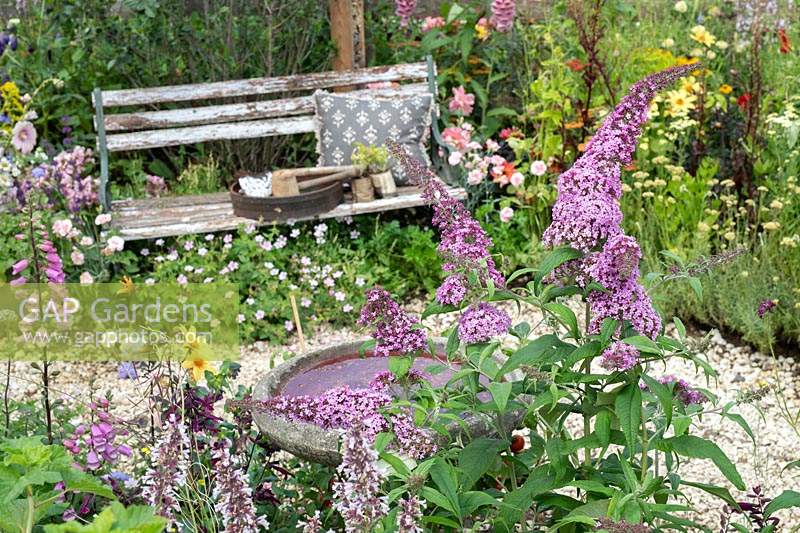 Buddleja 'Pink delight' in front of a water bath, garden bench and over grown flower borders in the BBC Springwatch garden at RHS Hampton Court flower show 2019 - Designed by Jo Thompson in consultation with wildlife gardener Kate Bradbury