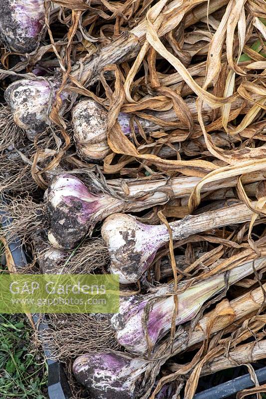 Allium sativum - Havested garlic bulbs 
