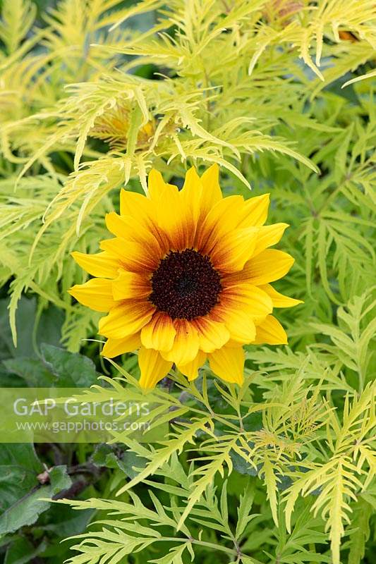 Helianthus 'Sunbelievable Brown Eyed Girl' and Sambucus racemosa 'Welsh Gold' - Sunflower 'Sunbelievable Brown Eyed Girl' and Red Berried Elder foliage