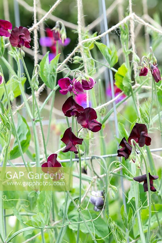 Lathyrus odoratus - Sweet pea 'Beaujolais' flowers - June