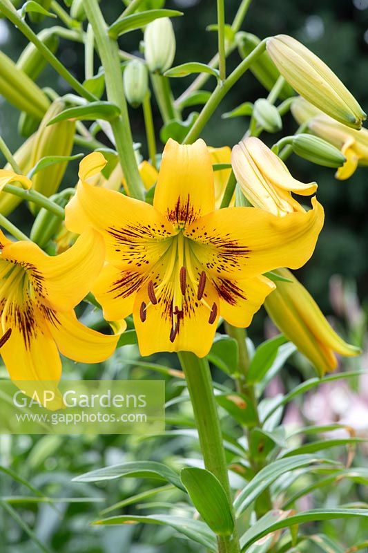 Lilium 'Yellow bruse' - Asiatic Lily 'Yellow Bruse' 