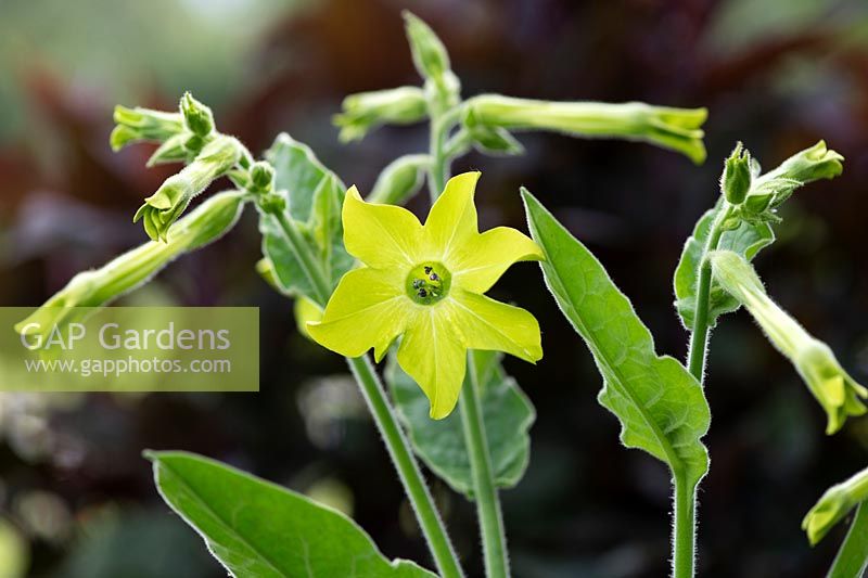 Nicotiana 'Lime green' - Tobacco plant 'Lime Green'