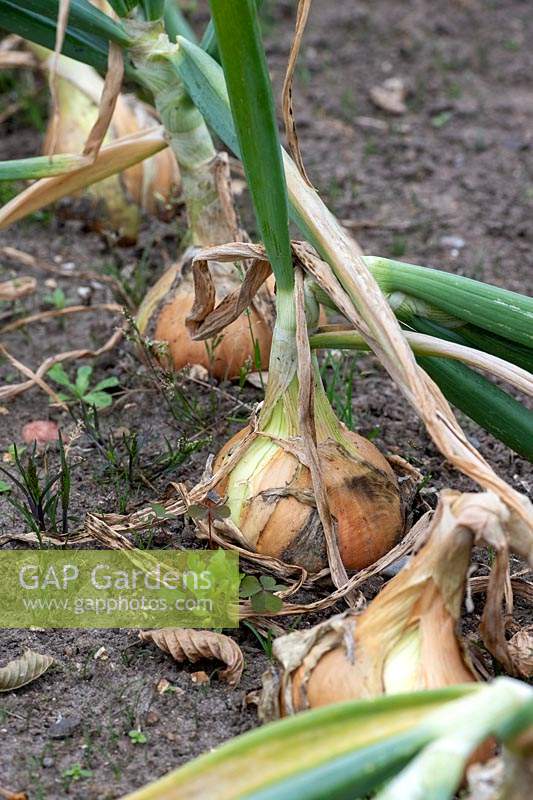 Allium cepa - Onion 'Shakespeare' in a vegetable garden