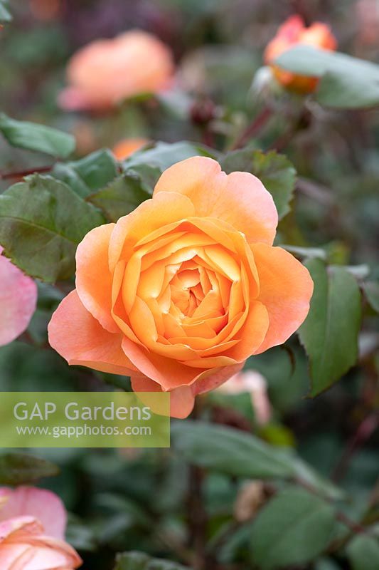Rosa 'Lady Emma Hamilton' 'Ausbrother' - English shrub rose 