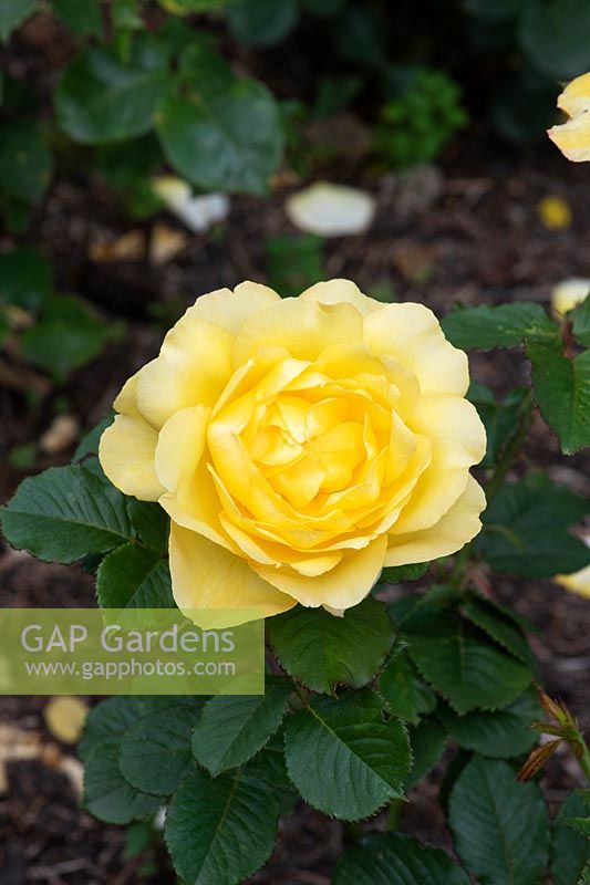 Rosa Mountbatten 'Harmantelle' - Floribunda  Rose 