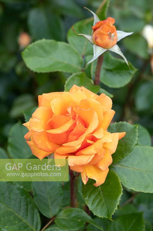 Rosa 'Simply the Best' 'Macamster' - Hybrid tea rose 