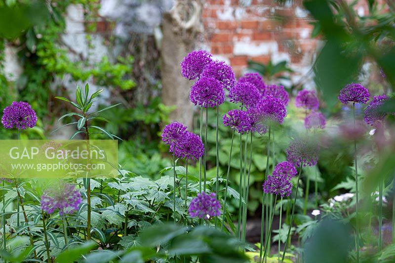Alliums in the border at Stone House Cottage Garden, May