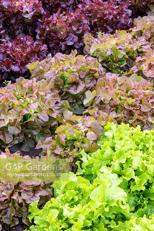 Rows of coloured lettuces