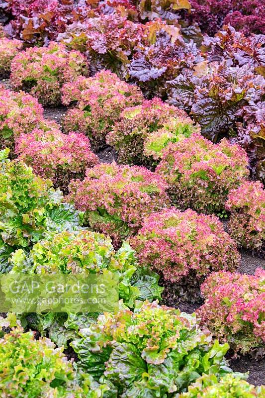 Rows of coloured lettuces