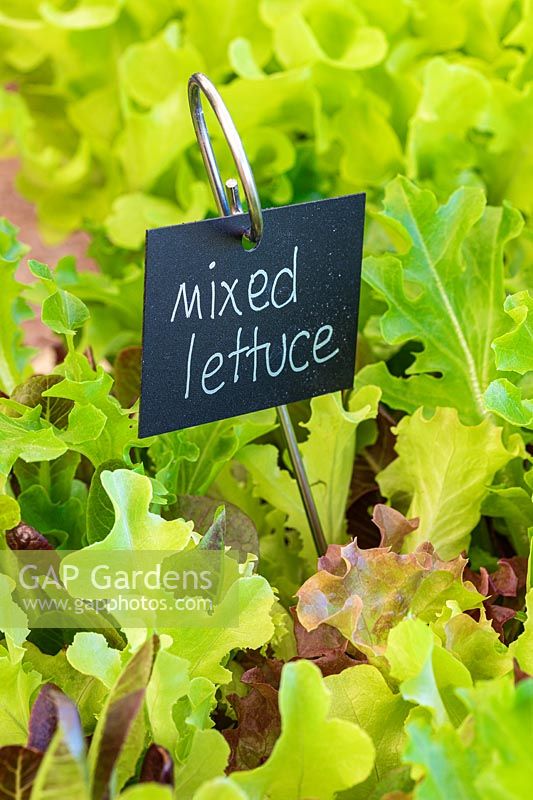 Labeled Lettuce Leaf mix growing in a container