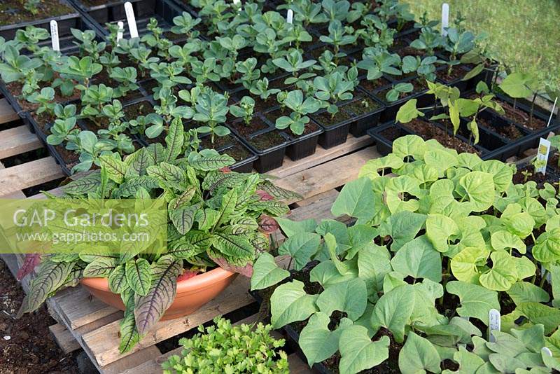 Selection of vegetables growing in trays in a greenhouse 