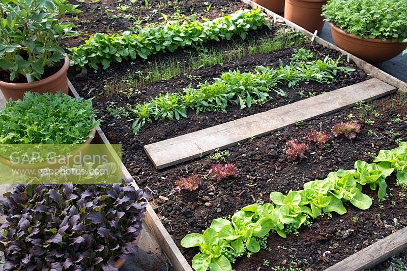 Selection of Lactuca - Lettuce growing in pots and in raised beds in a greenhouse â€‰