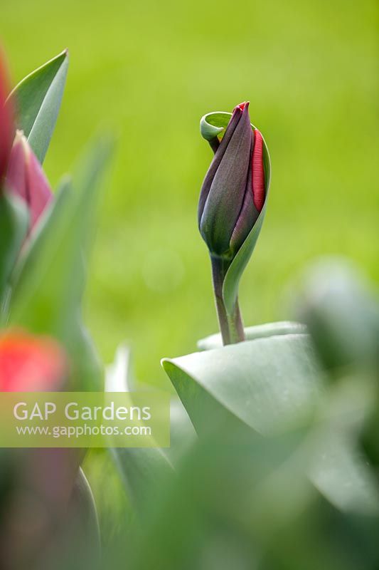Tulipa 'Life's a carbernet' bud