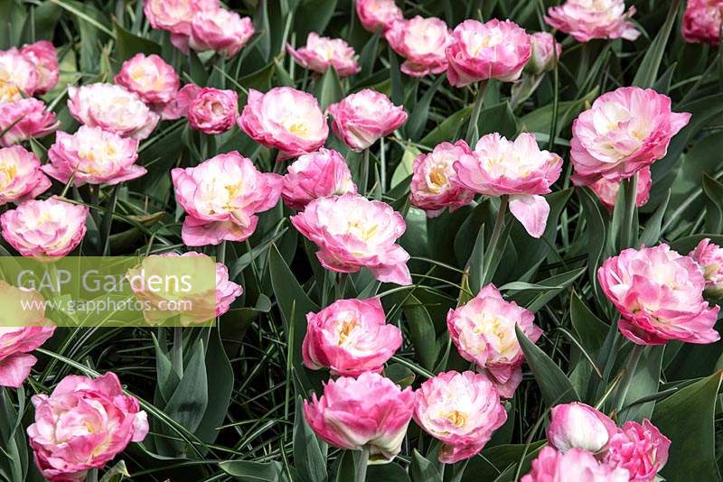 Tulipa 'Pink size'