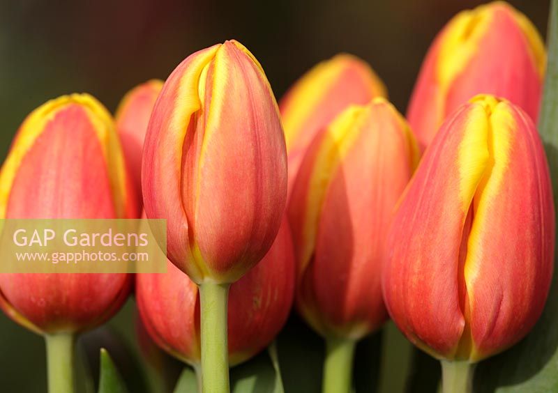 Tulip 'Verandi'