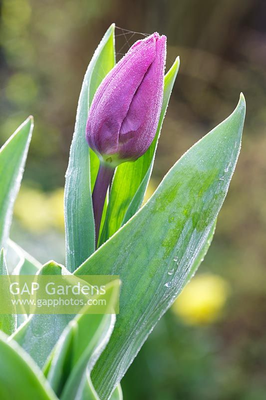 Tulipa 'Purple Prince' with a cobweb