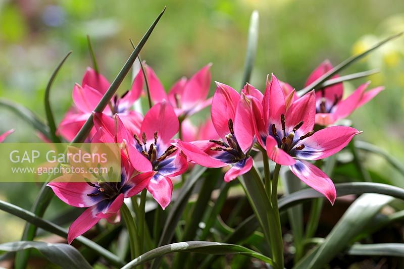 Tulipa hageri 'Little Beauty' - Tulip 'Little Beauty'