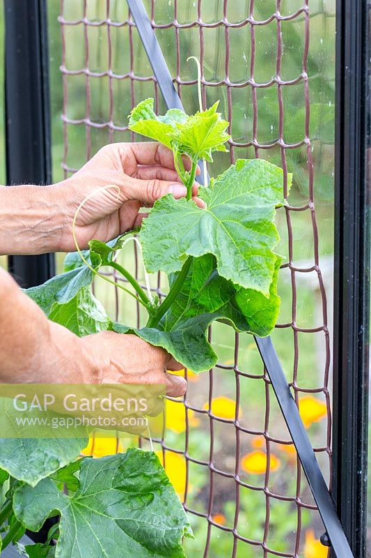 Woman attaching the Cucumber tendrils to the netting to enable the plant to climb