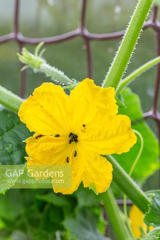 Cucumber 'Burpless tasty' flower with insects