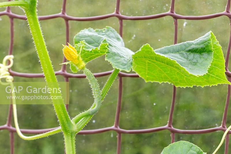 Cucumber 'Burpless tasty', young cucumber developing
