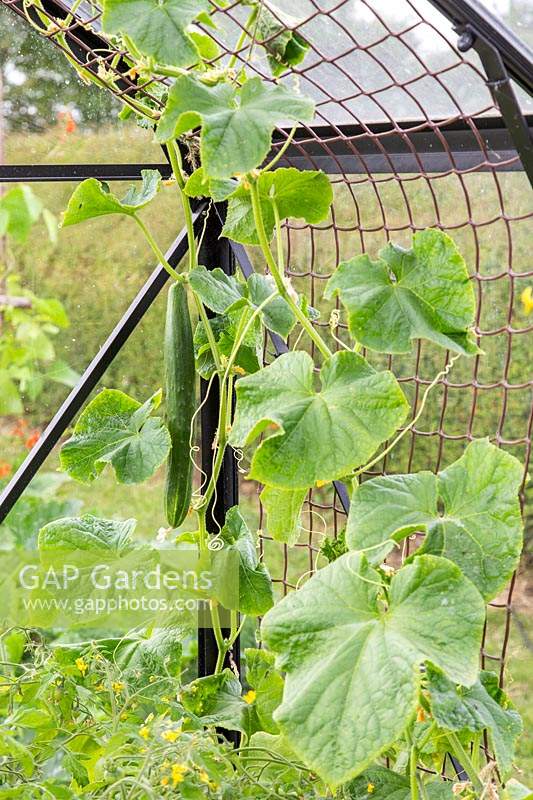 Cucumber 'Burpless Tasty Green' growing in greenhouse