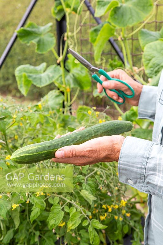 Woman holding newly harvested Cucumber 'Burpless Tasty Green'. 