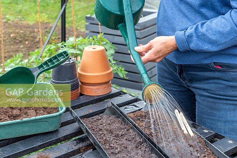 Watering the newly sown lettuce seeds in drainpipes using a watering can