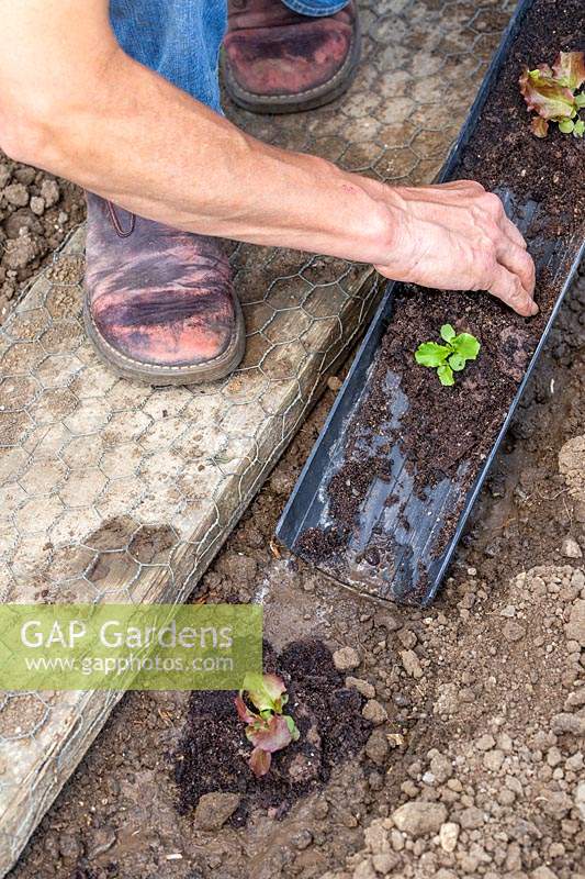 Woman carefully sliding seedlings from drainpipe into trench - avoiding root disturbance