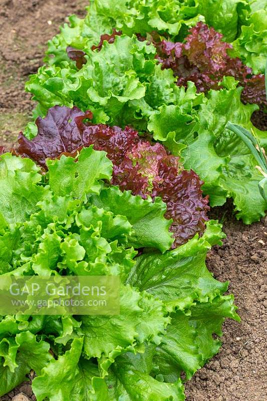 Row of Lettuce 'Lollo Rosso' and Lettony' ready for harvesting