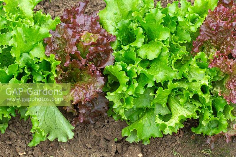 Row of Lettuce 'Lollo Rosso' and Lettony' ready for harvesting