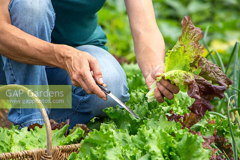 Woman harvesting Lettuce using a knife