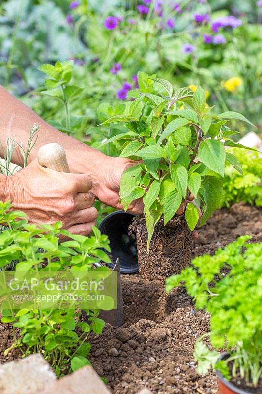 Woman planting herbs in sawtooth raised brick bed