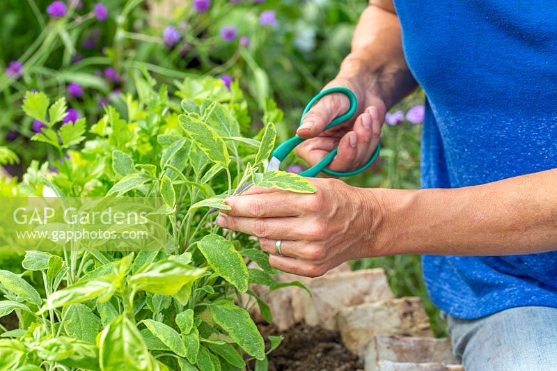 Woman picking herbs - Salvia 'Icterina' from newly finshed raised herb bed