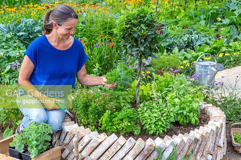 Woman picking herbs from newly finshed raised herb bed