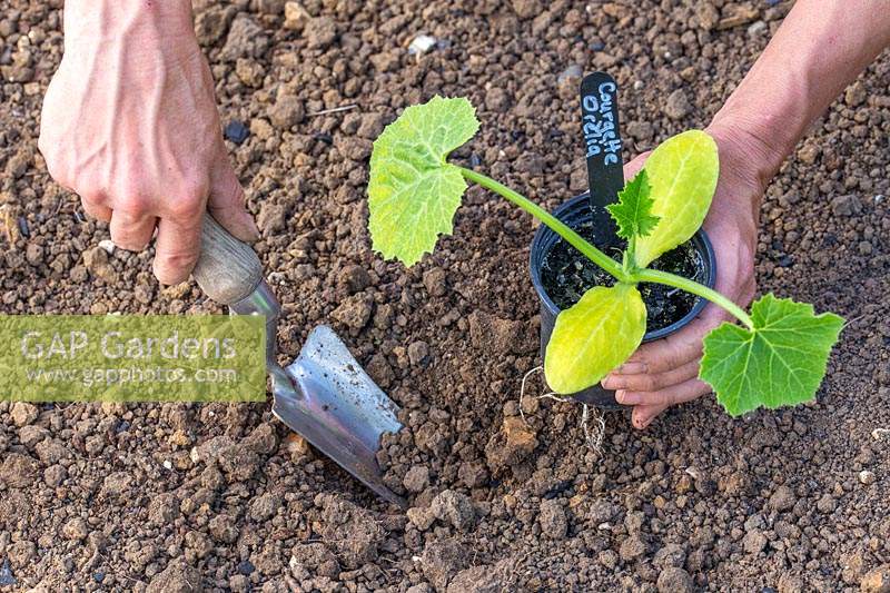 Woman planting young Courgette Oreilia