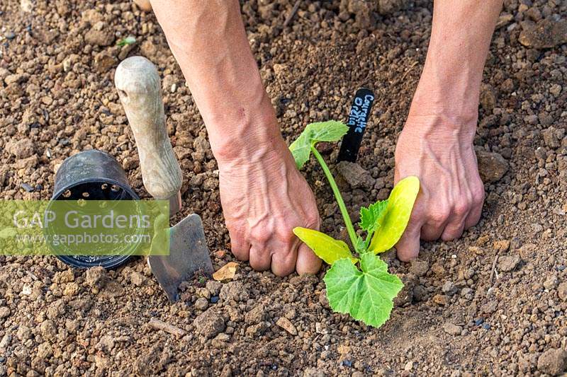 Woman firming soil around newly planted Courgette