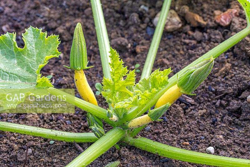 Courgette plant with young yellow fruit