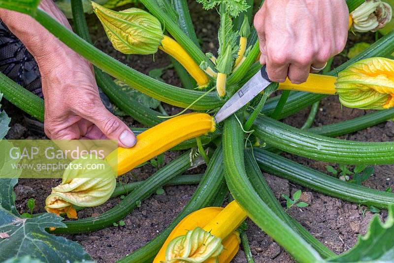 Harvesting Courgette 'Oreilia' by cutting stalk with a sharp knife