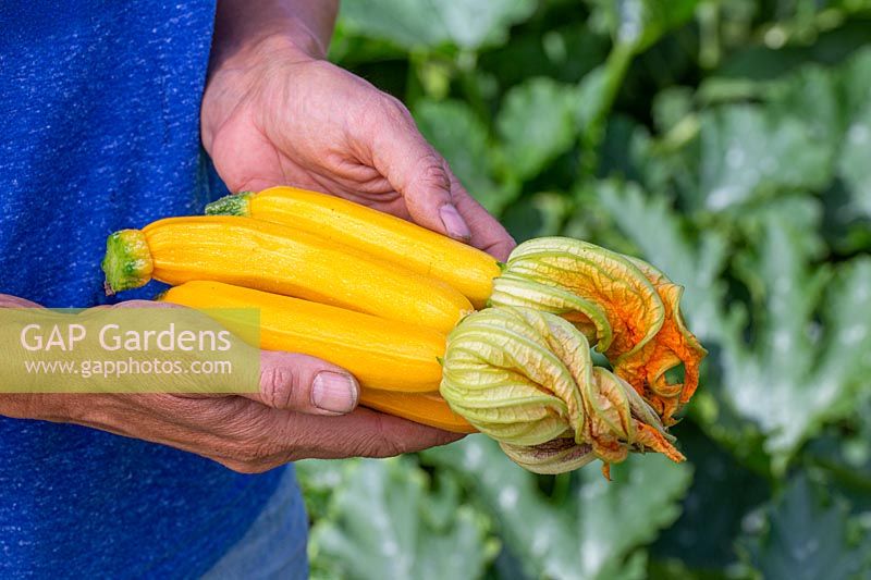 Woman holding newly harvested Courgette 'Oreilia'