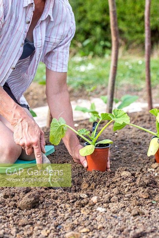 Woman planting young Courgette Zucchini plant in the ground