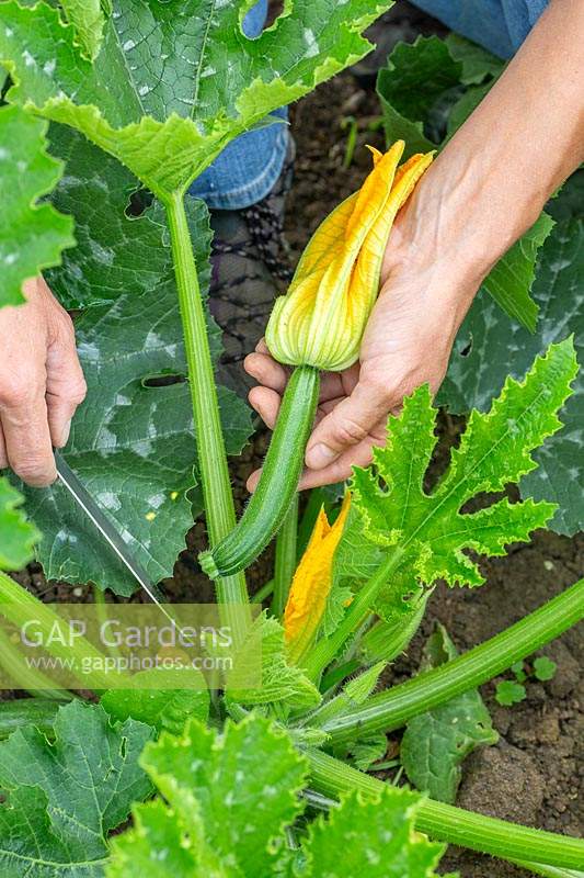 Woman harvesting Courgette Zucchini small with flowers using a knife