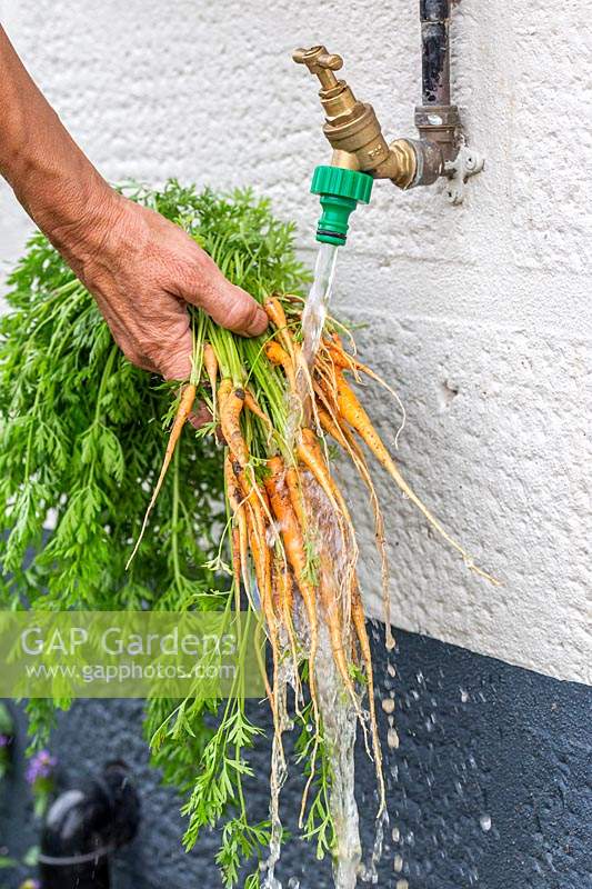 Woman washing small carrots under outside tap