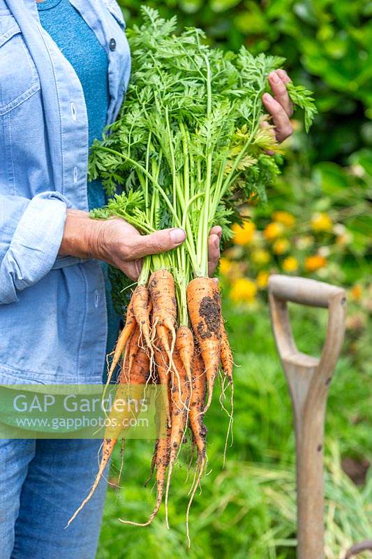 Woman holding bundle of newly harvested Carrot 'Karnavit'