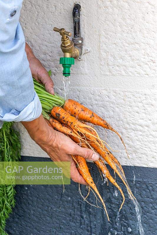 Woman washing bundle of newly harvested Carrot 'Karnavit' under tap