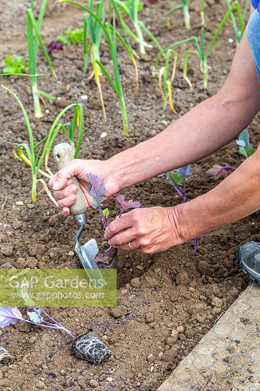 Woman planting Kohlrabi seedlings using a hand trowel